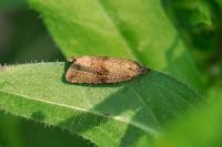 Celypha striana