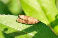 Celypha striana