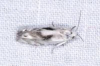 Eucosma metzneriana