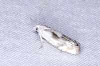Eucosma metzneriana