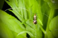 Adela australis
