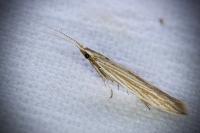 Coleophora
