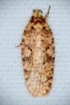 Agonopterix