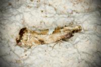 Acrolepiopsis marcidella