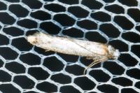 Pseudoswammerdamia combinella