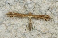 Oxyptilus parvidactylus