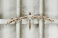 Emmelina