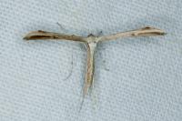 Emmelina monodactyla