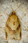 Clepsis consimilana
