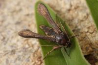 Microsphecia tineiformis