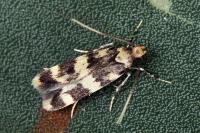 Oegoconia caradjai
