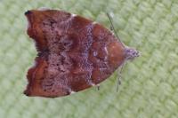Choreutis nemorana