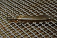 Pleurota aristella