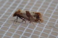 Phalonidia contractana