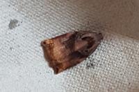 Archips podana