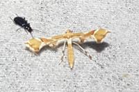 Cnaemidophorus rhododactylus