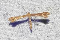 Marasmarcha lunaedactyla