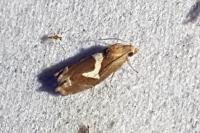 Epiblema foenella
