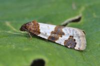 Periclepsis cinctana