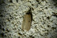 Agonopterix subpropinquella