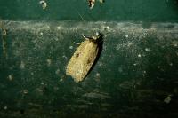 Agonopterix subpropinquella