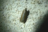 Acleris hastiana