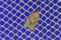 Clepsis consimilana
