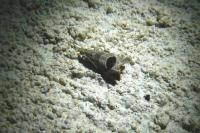 Notocelia uddmanniana