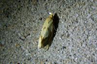 Agapeta hamana