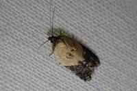 Acleris variegana