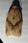 Clepsis consimilana