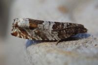 Ancylis achatana