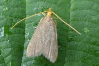 Eurodachtha pallicornella