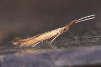 Coleophora mayrella