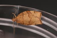 Pandemis cerasana
