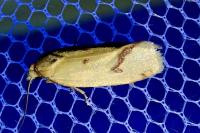 Agapeta hamana