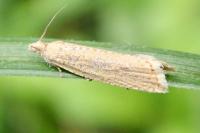 Bactra