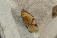 Paramesia gnomana