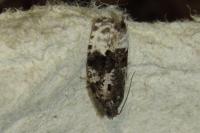 Apotomis turbidana