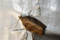 Pandemis heparana