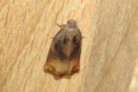 Archips podana