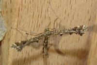 Amblyptilia punctidactyla
