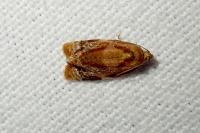 Ditula angustiorana