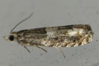 Epinotia demarniana