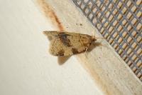 Epagoge grotiana