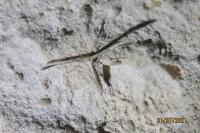Emmelina monodactyla