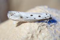 Ethmia terminella