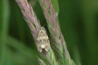 Celypha lacunana