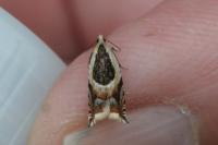 Ancylis badiana