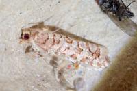 Lozotaeniodes formosana